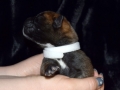 Castiel vom Warliner Rudel