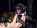Castiel vom Warliner Rudel