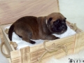 Castiel vom Warliner Rudel