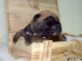 Castiel vom Warliner Rudel