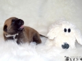 Castiel vom Warliner Rudel