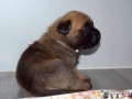 Castiel vom Warliner Rudel