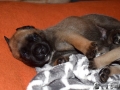 Castiel vom Warliner Rudel