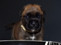 Castiel vom Warliner Rudel