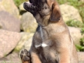 Castiel vom Warliner Rudel
