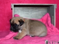 Cataleya vom Warliner Rudel