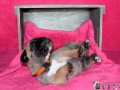 Cataleya vom Warliner Rudel