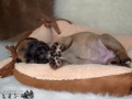 Cataleya vom Warliner Rudel