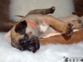 Cataleya vom Warliner Rudel