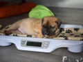 Cataleya vom Warliner Rudel