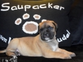 Cataleya vom Warliner Rudel