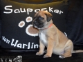 Cataleya vom Warliner Rudel