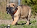 Cataleya vom Warliner Rudel