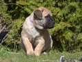 Candice vom Warliner Rudel