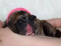 Chica vom Warliner Rudel
