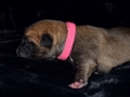 Chica vom Warliner Rudel