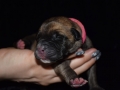 Chica vom Warliner Rudel