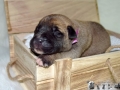 Chica vom Warliner Rudel