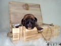 Chica vom Warliner Rudel