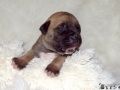 Chica vom Warliner Rudel
