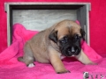 Chica vom Warliner Rudel