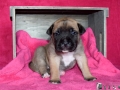 Chica vom Warliner Rudel