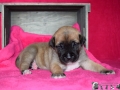 Chica vom Warliner Rudel