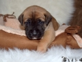 Chica vom Warliner Rudel