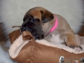 Chica vom Warliner Rudel