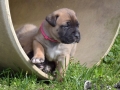Chica vom Warliner Rudel