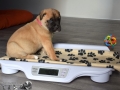 Chica vom Warliner Rudel