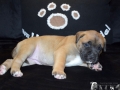 Chica vom Warliner Rudel