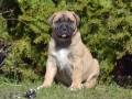 Chica vom Warliner Rudel