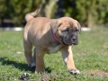 Chica vom Warliner Rudel
