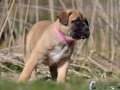 Chica vom Warliner Rudel