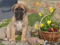 Chica vom Warliner Rudel