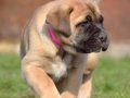 Chica vom Warliner Rudel