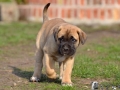 Chica vom Warliner Rudel