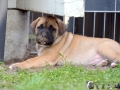 Chica vom Warliner Rudel