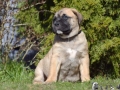 Chief vom Warliner Rudel