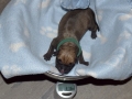 Champ vom Warliner Rudel