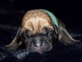 Champ vom Warliner Rudel