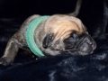 Champ vom Warliner Rudel