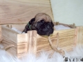 Champ vom Warliner Rudel