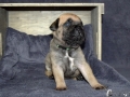 Champ vom Warliner Rudel
