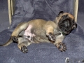 Champ vom Warliner Rudel
