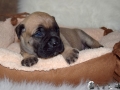 Champ vom Warliner Rudel