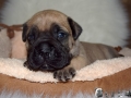 Champ vom Warliner Rudel