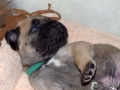Champ vom Warliner Rudel