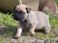 Champ vom Warliner Rudel